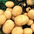 Украина: виды на крупнейшее картофелехранилище в Европе