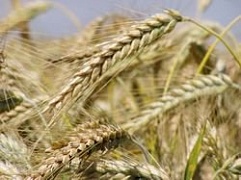 Рекордные мировые цены на пшеницу