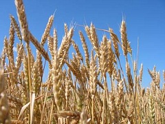 Солеустойчивая пшеница – новый сорт