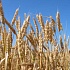 Солеустойчивая пшеница – новый сорт