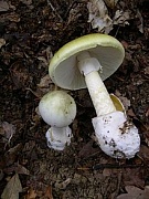Ядовитые грибы Украинских Карпат.