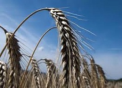 Каков будет урожай зерна в России?