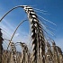 Каков будет урожай зерна в России?