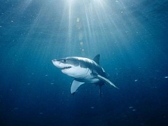 Что едят белые акулы?