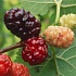 Целебные свойства шелковицы