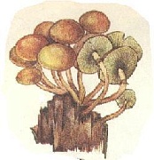 Серно-желтый опенок (ложноопенок)
