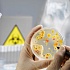 Через 5 лет ГМО культур станут выращивать в 6 раз больше