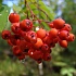 Ах, эта красная рябина...