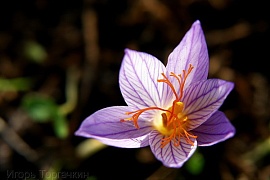 Шафран. Crocus sativus