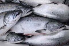 Аркадий Новиков предложил продвигать русскую рыбу