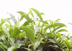Выращивание чая в Эфиопии, Камеруне, Зимбабве и Мозамбике