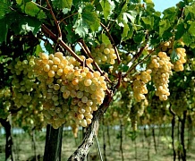 Плодово-ягодная сказка вин Армении 