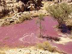 Озеро из запрещенного вина обнаружили в Саудовской Аравии