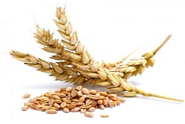Украина отрицает запрет на экспорт пшеницы