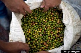 Гватемала объявила чрезвычайное  положение из-за кофе