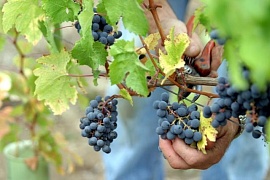 Алтайское вино из французского винограда