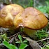 Биология и экология грибов