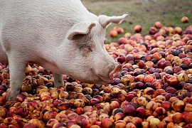 Фруктовый корм свиней Приморья