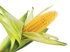 Исследования ГМ-кукурузы опровергли в РАН