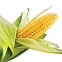 Исследования ГМ-кукурузы опровергли в РАН