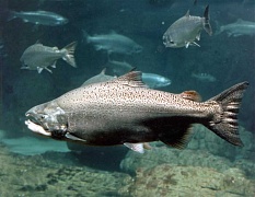 Чавыча – самый крупный лосось
