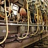 Ремонт молочно-товарных ферм в Беларуси 