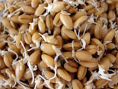 Проросшая пшеница лечит весь организм
