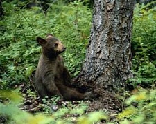 Медвежонок в супермаркете