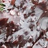 Морские водоросли: альтернативный источник протеина