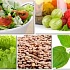 Содержание витамина В9 в продуктах питания
