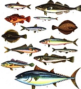 В чем достоинства морской рыбы?