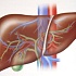 Как заболевания печени влияют на внешность?