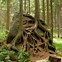 Приснился корень