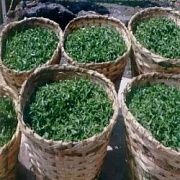 Выращивание чая в Индии. Введение 