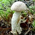 Подберезовик болотный