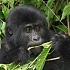 Рацион горилл предотвращает рак